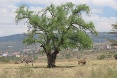 kenia4004
