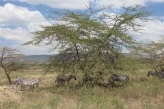 kenia4005