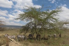 kenia4006