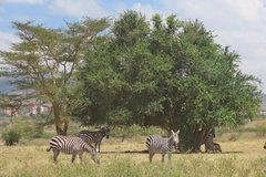 kenia4007
