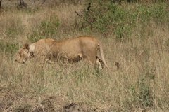 kenia4010