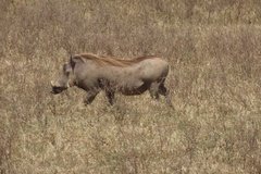 kenia4017