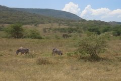 kenia4021