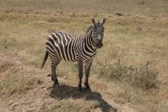 kenia4024