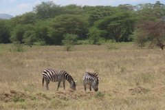 kenia4026