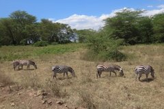 kenia4028