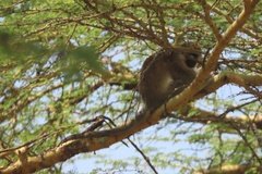 kenia4034