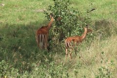 kenia4037