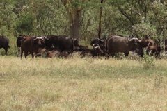 kenia4039