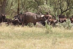 kenia4040