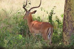 kenia4042