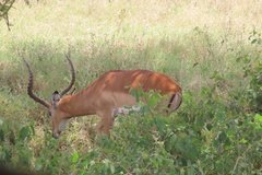 kenia4043