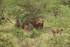 kenia4044