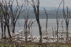 kenia4054