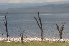 kenia4067