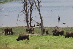 kenia4070