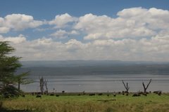 kenia4071