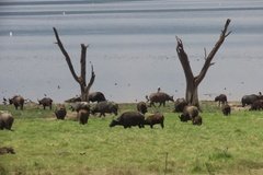 kenia4072