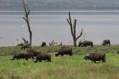 kenia4073