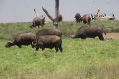 kenia4074