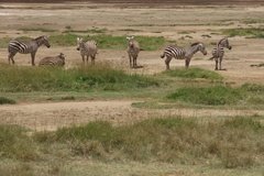 kenia4076