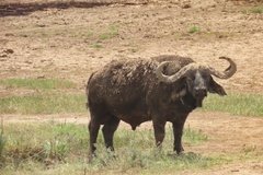 kenia4080
