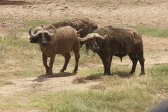 kenia4084