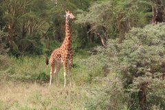 kenia4146