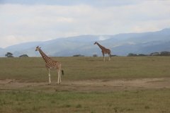 kenia4159
