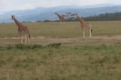 kenia4160