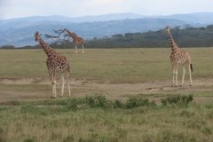 kenia4161
