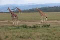 kenia4163