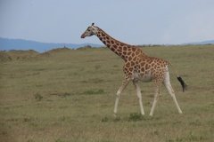 kenia4164