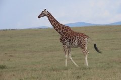kenia4165