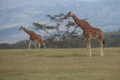 kenia4167