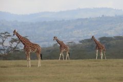 kenia4168