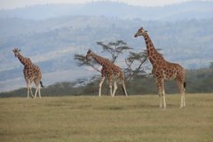 kenia4169
