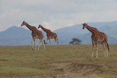 kenia4172