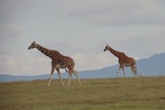 kenia4173