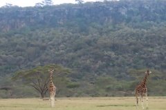 kenia4176