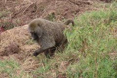 kenia4178