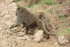 kenia4180