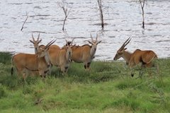 kenia4187