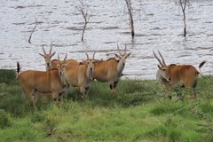 kenia4188
