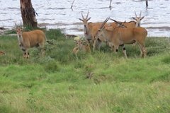 kenia4189