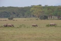 kenia4191