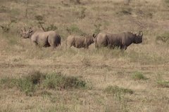 kenia4201