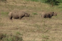 kenia4205