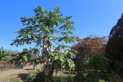 kenia5054