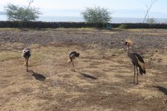 kenia5500
